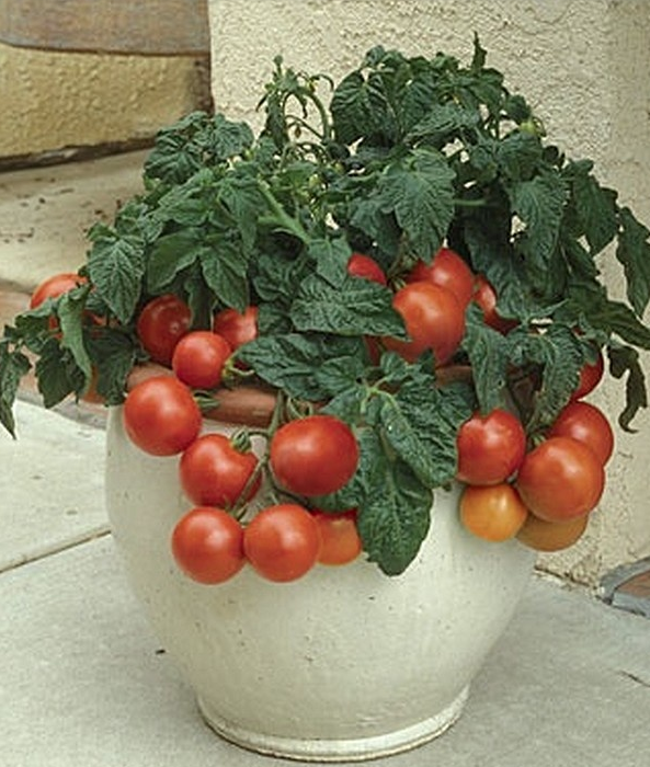 City Gardening Ideas
