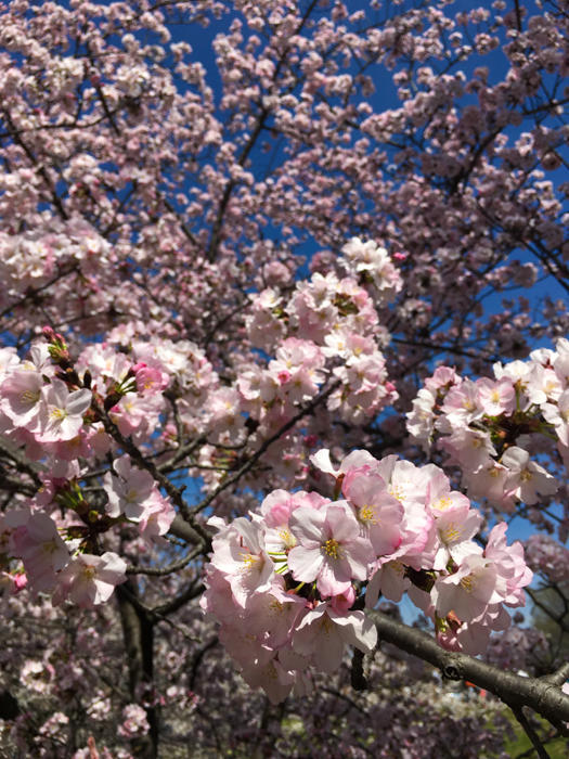 Cherry Blossoms, Washington DC, March 2016