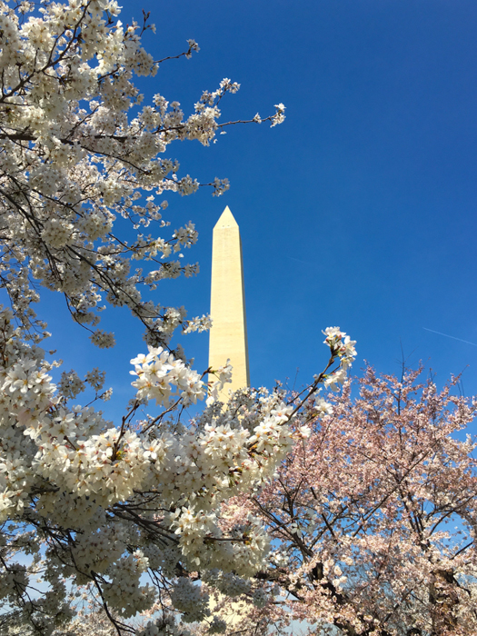 Cherry Blossoms, Washington DC, March 2016