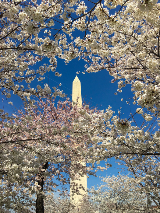 Cherry Blossoms, Washington DC, March 2016