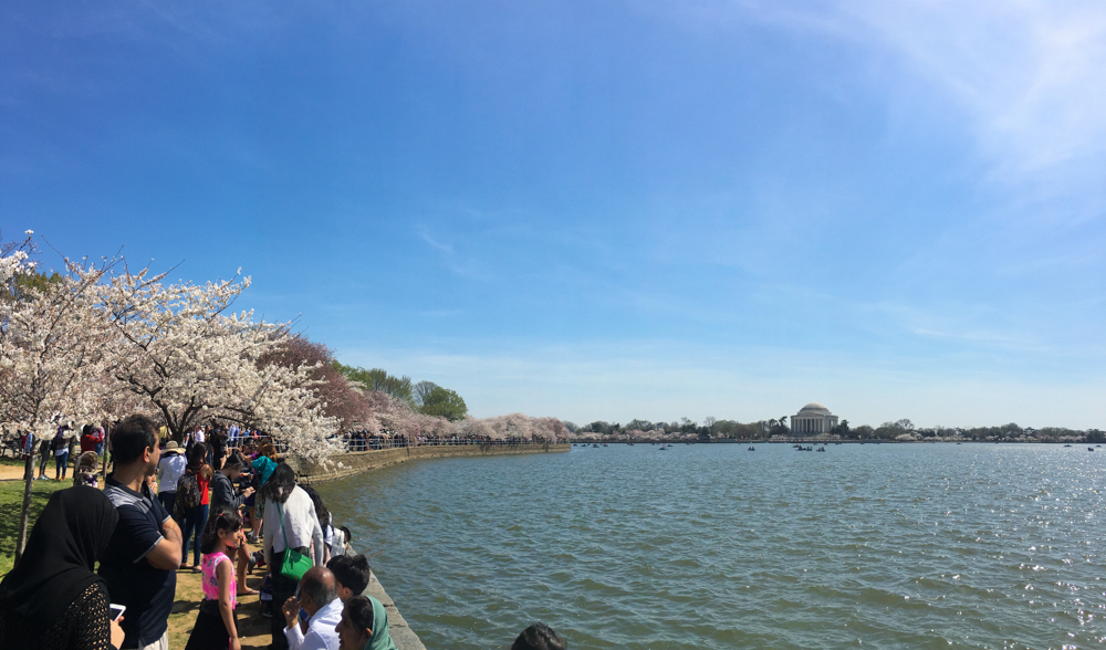 Cherry Blossoms, Washington DC, March 2016