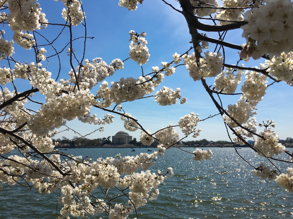 Cherry Blossoms, Washington DC, March 2016