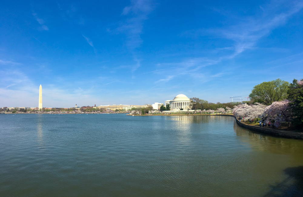 Cherry Blossoms, Washington DC, March 2016