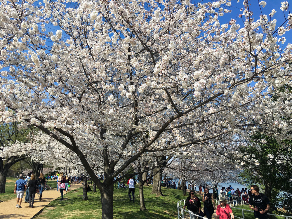 Cherry Blossoms, Washington DC, March 2016