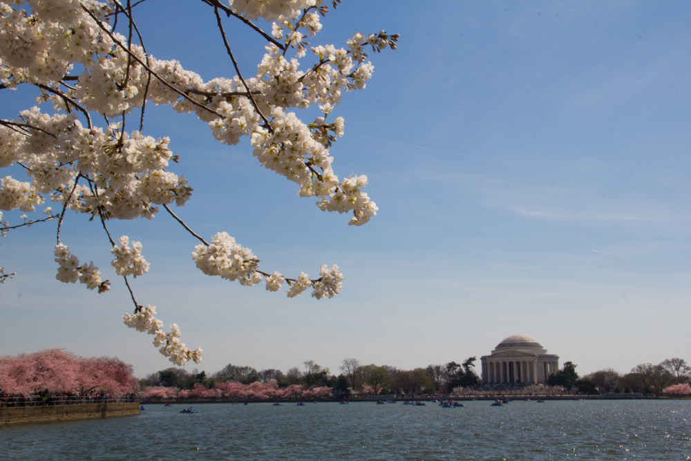 Cherry Blossoms, Washington DC, March 2016