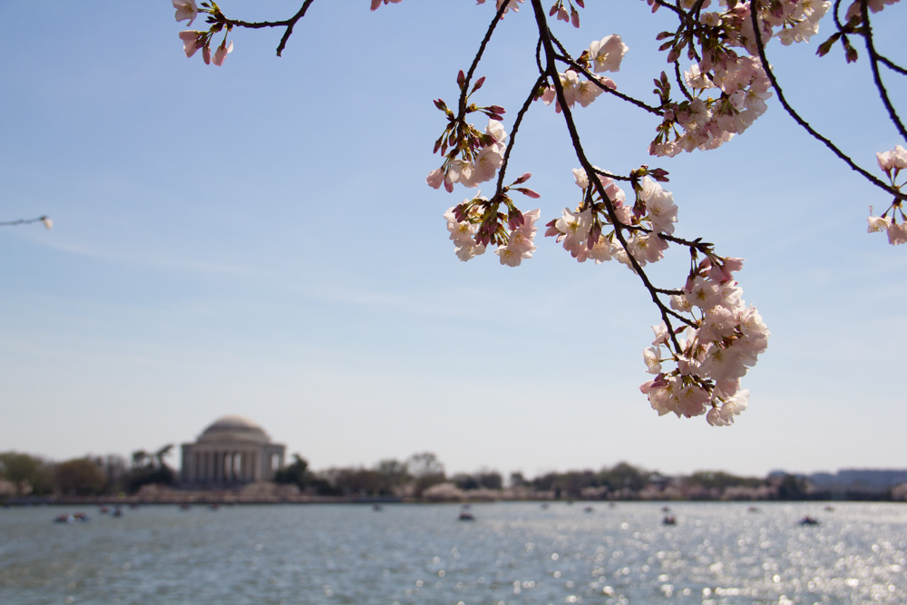 Cherry Blossoms, Washington DC, March 2016