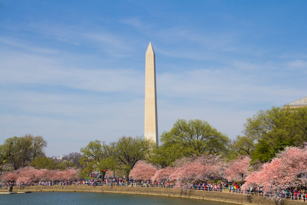 Cherry Blossoms, Washington DC, March 2016