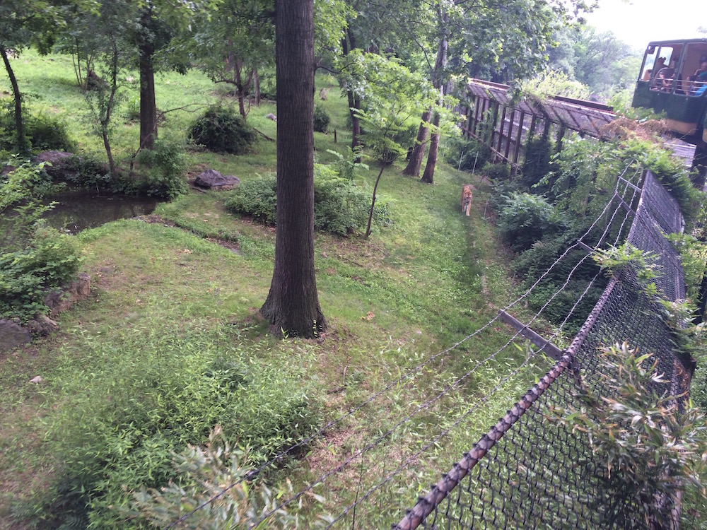 The Bronx Zoo
